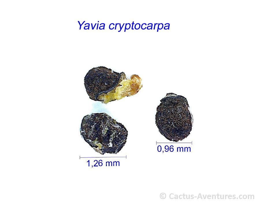 Yavia cryptocarpa AB.jpg1